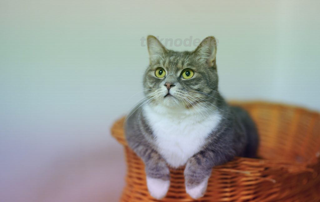 dişi kedi sesi